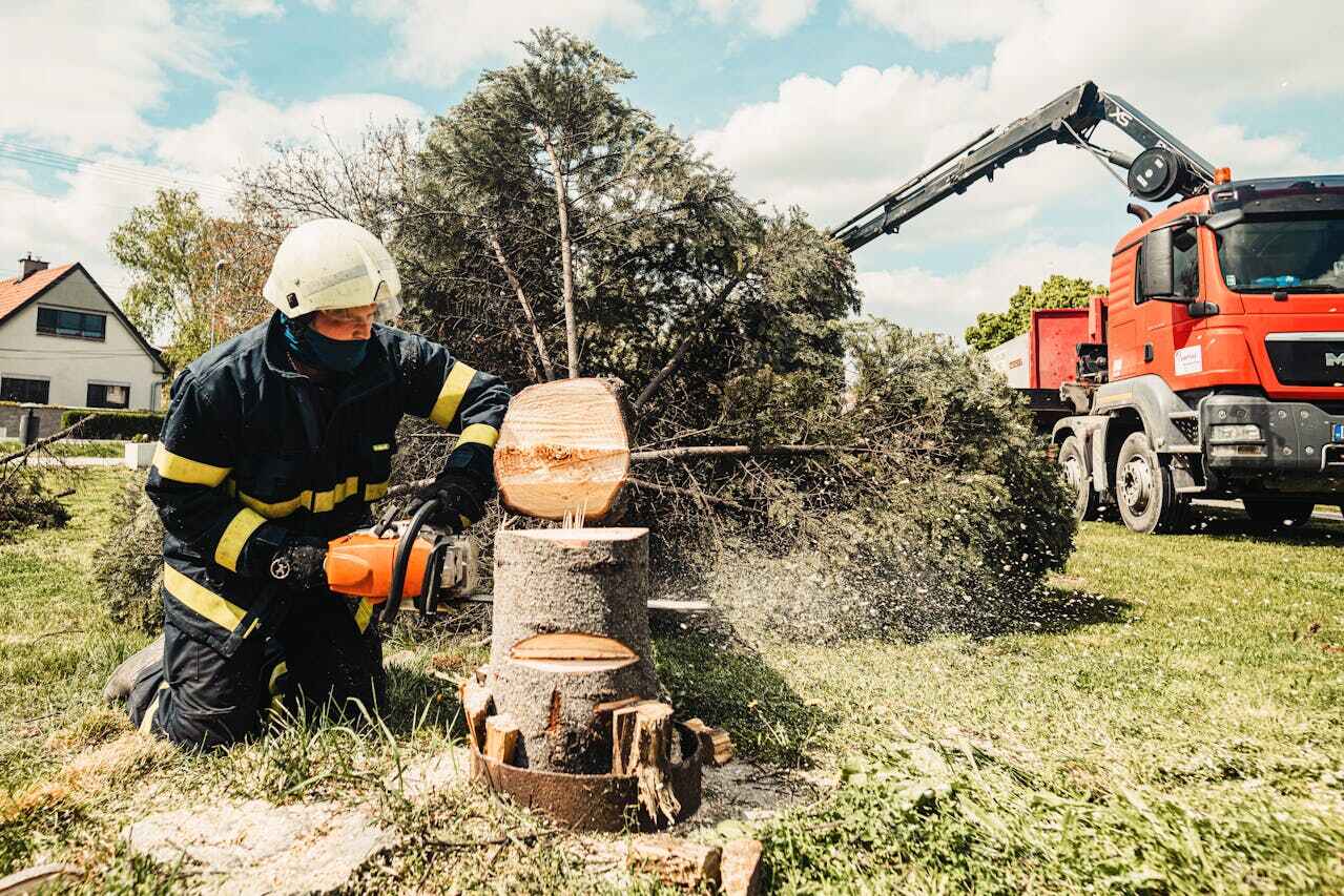  Lan, MI TreeGuard Tree Service Pros